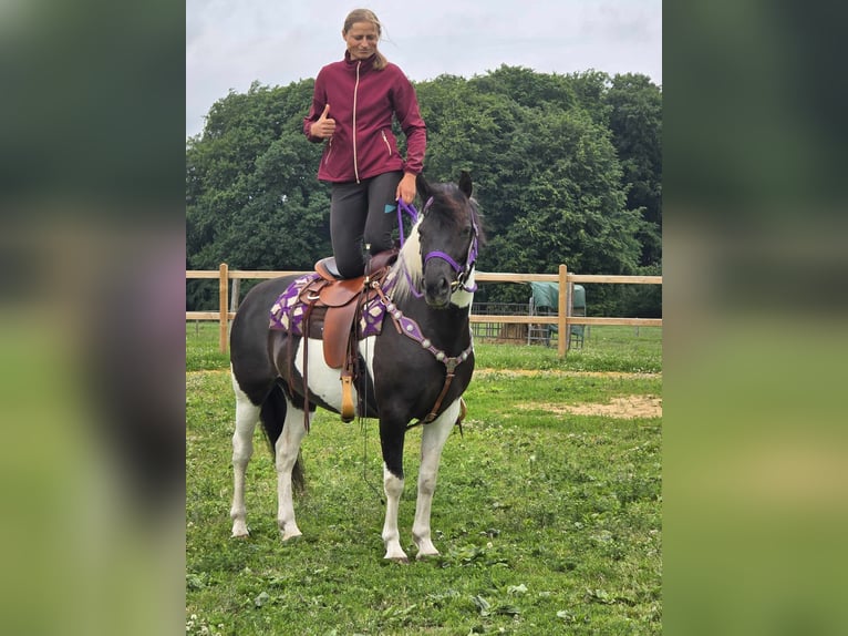 Pintos Mare 9 years 14,1 hh Gray in Linkenbach