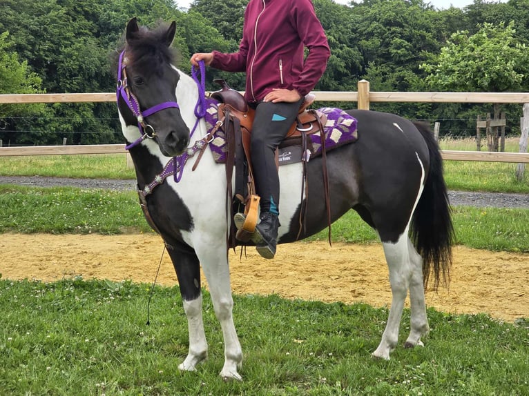 Pintos Mare 9 years 14,1 hh Gray in Linkenbach