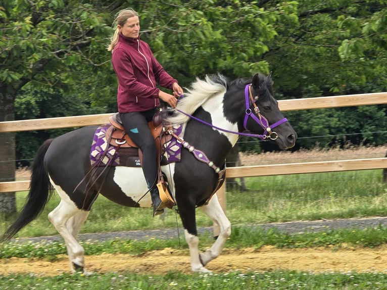 Pintos Mare 9 years 14,1 hh Gray in Linkenbach
