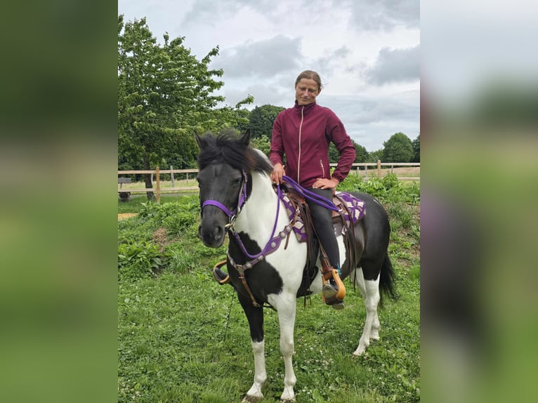 Pintos Mare 9 years 14,1 hh Gray in Linkenbach