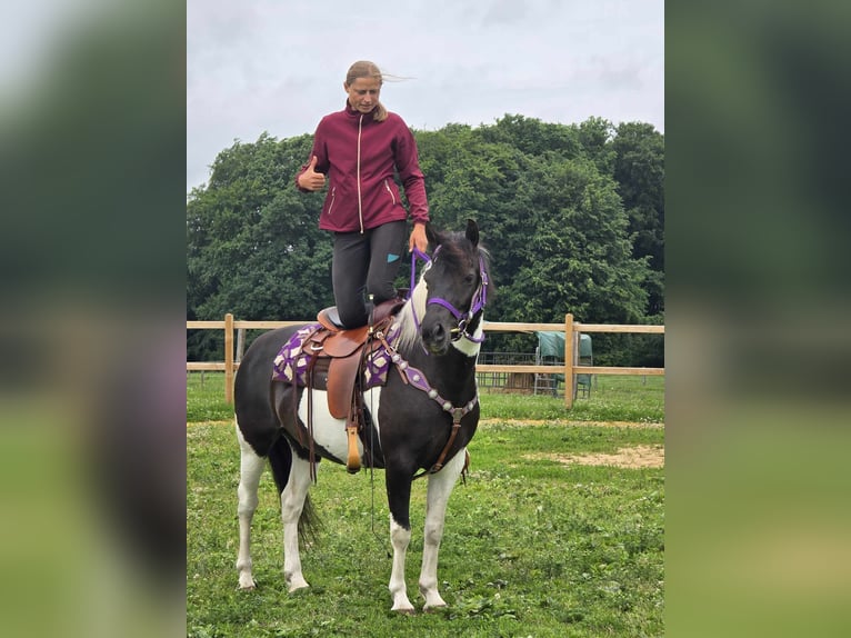 Pintos Mare 9 years 14,1 hh Gray in Linkenbach
