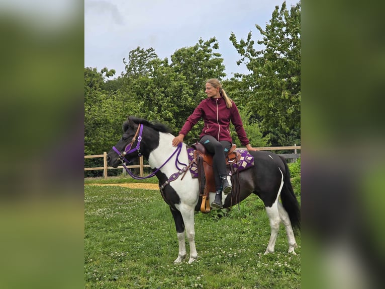 Pintos Mare 9 years 14,1 hh Gray in Linkenbach