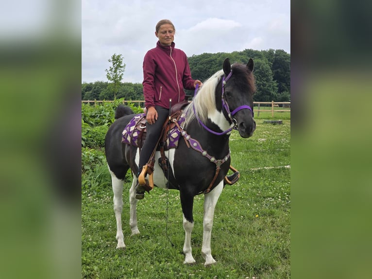 Pintos Mare 9 years 14,1 hh Gray in Linkenbach