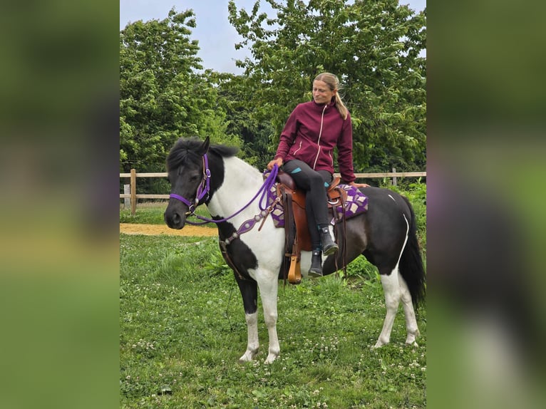 Pintos Mare 9 years 14,1 hh Gray in Linkenbach