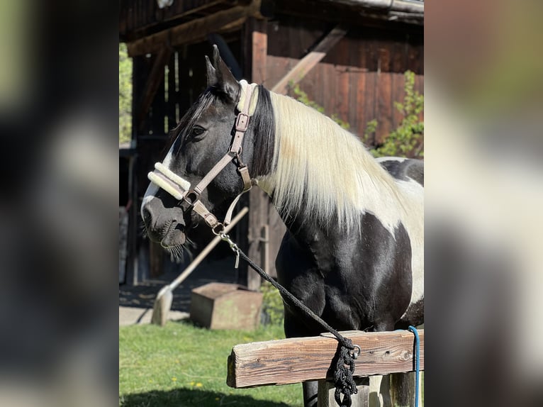 Pintos Mix Mare 9 years 15.1 hh Pinto in Katsch