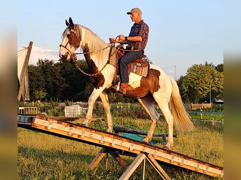 Pintos Mix Mare 9 years 16 hh Pinto in Maarkedal
