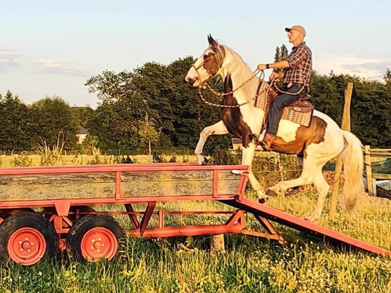 Pintos Mix Mare 9 years 16 hh Pinto in Maarkedal