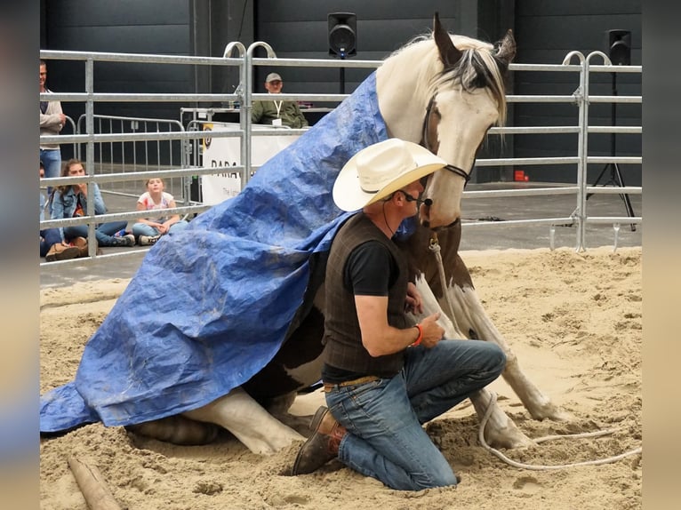 Pintos Mix Mare 9 years 16 hh Pinto in Maarkedal
