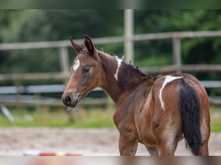 Pintos Mare Foal (06/2026) 14.2 hh Pinto in WesterstedeWesterstede