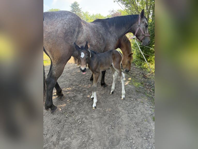 Pintos Mare Foal (06/2026) 14.2 hh Pinto in Westerstede