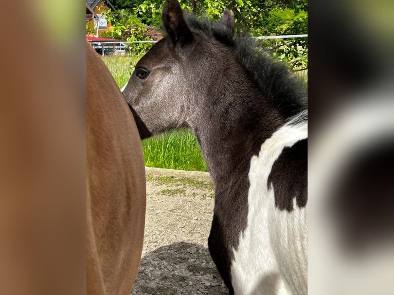 Pintos Mix Mare Foal (05/2024) 15,1 hh Pinto in Geretsberg