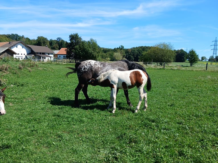Pintos Mix Mare Foal (05/2026) 15.2 hh Pinto in Geretsberg