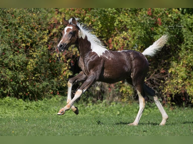 Pintos Mare Foal (07/2025) 15,1 hh Pinto in Blankenhain