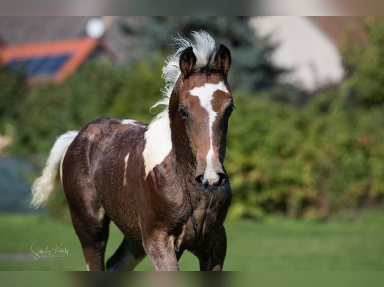 Pintos Mare Foal (07/2025) 15,1 hh Pinto in Blankenhain