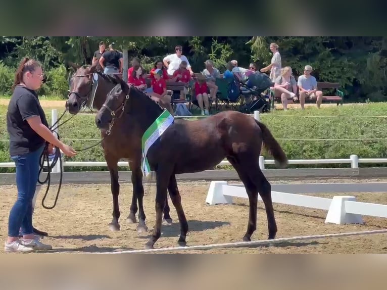 Pintos Mare Foal (04/2024) 16 hh Smoky-Black in Bad Gams