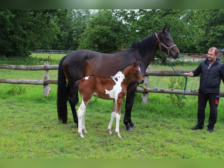 Pintos Mare Foal (05/2026) Pinto in Westerstede
