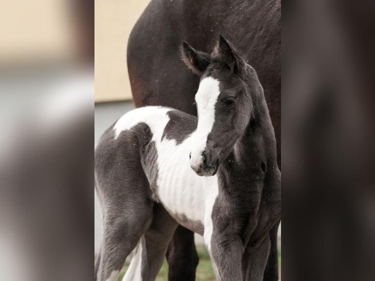 Pintos Mare Foal (03/2026) Pinto in Sieghartsreith