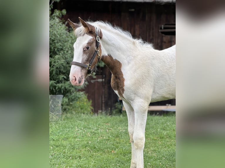 Pintos Mix Mare Foal (04/2026) Pinto in Katsch