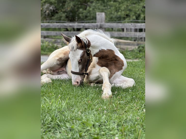 Pintos Mix Mare Foal (04/2026) Pinto in Katsch