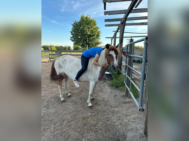 Pintos Merrie 10 Jaar 133 cm Tobiano-alle-kleuren in Belzig