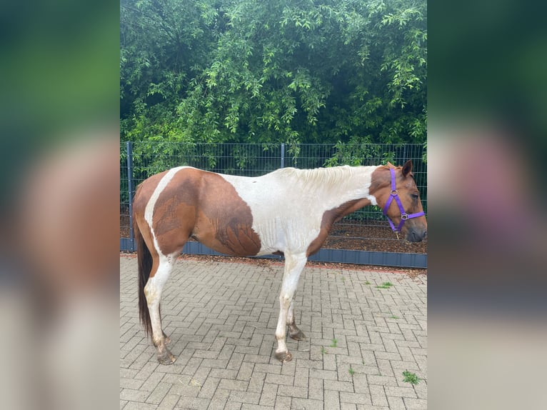 Pintos Mix Merrie 10 Jaar 149 cm Gevlekt-paard in Mettingen