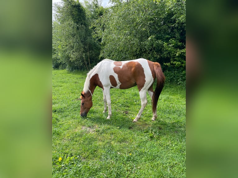 Pintos Mix Merrie 10 Jaar 149 cm Gevlekt-paard in Mettingen