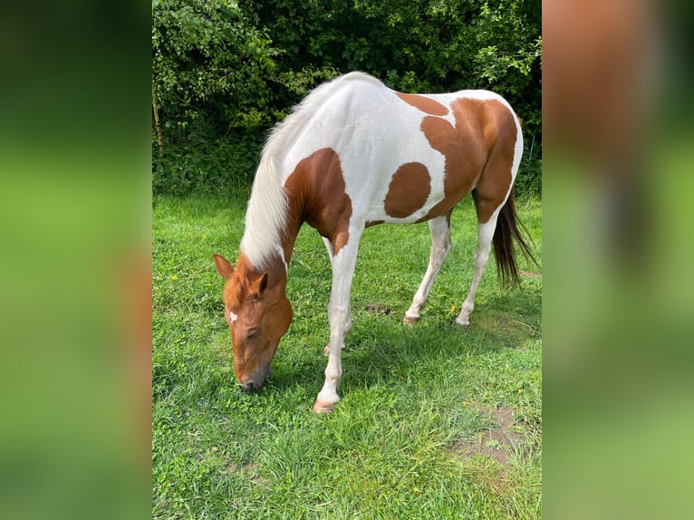 Pintos Mix Merrie 10 Jaar 149 cm Gevlekt-paard in Mettingen