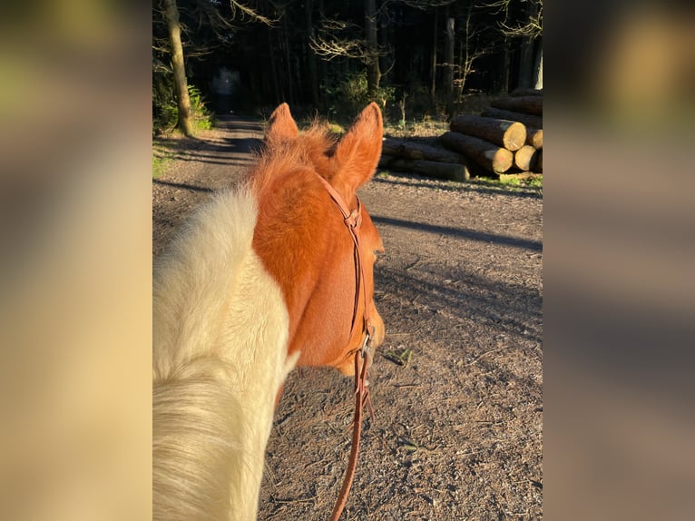 Pintos Mix Merrie 10 Jaar 149 cm Gevlekt-paard in Mettingen