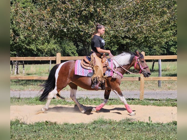 Pintos Merrie 10 Jaar 150 cm Gevlekt-paard in Linkenbach