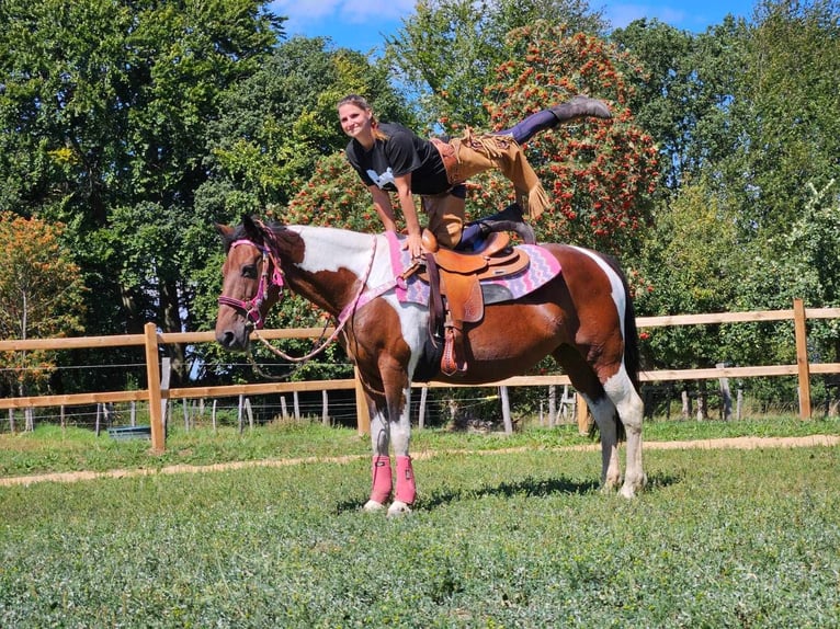 Pintos Merrie 10 Jaar 150 cm Gevlekt-paard in Linkenbach