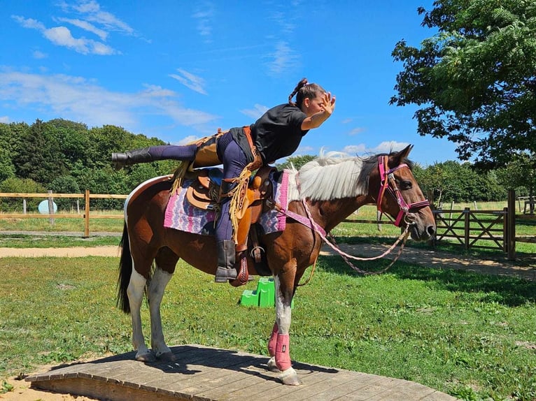 Pintos Merrie 10 Jaar 150 cm Gevlekt-paard in Linkenbach