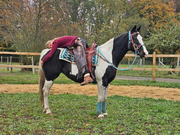 Pintos Merrie 10 Jaar 160 cm Gevlekt-paard in Linkenbach