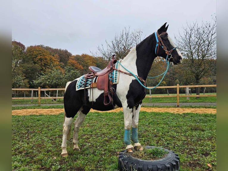 Pintos Merrie 10 Jaar 160 cm Gevlekt-paard in Linkenbach