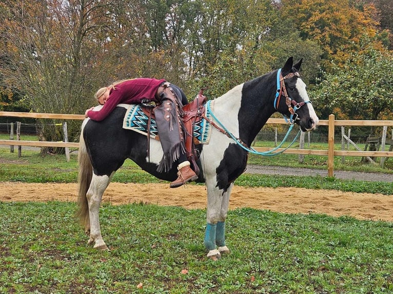 Pintos Merrie 10 Jaar 160 cm Gevlekt-paard in Linkenbach