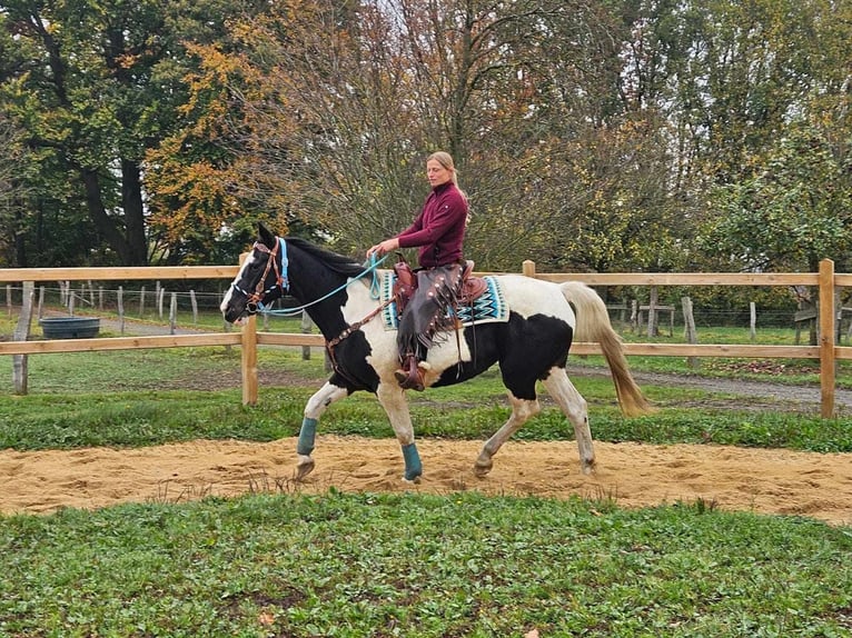 Pintos Merrie 10 Jaar 160 cm Gevlekt-paard in Linkenbach