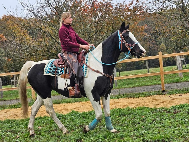 Pintos Merrie 10 Jaar 160 cm Gevlekt-paard in Linkenbach