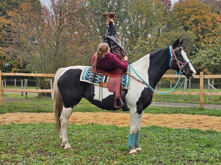 Pintos Merrie 10 Jaar 160 cm Gevlekt-paard in Linkenbach