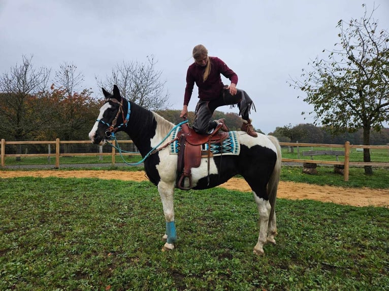 Pintos Merrie 10 Jaar 160 cm Gevlekt-paard in Linkenbach