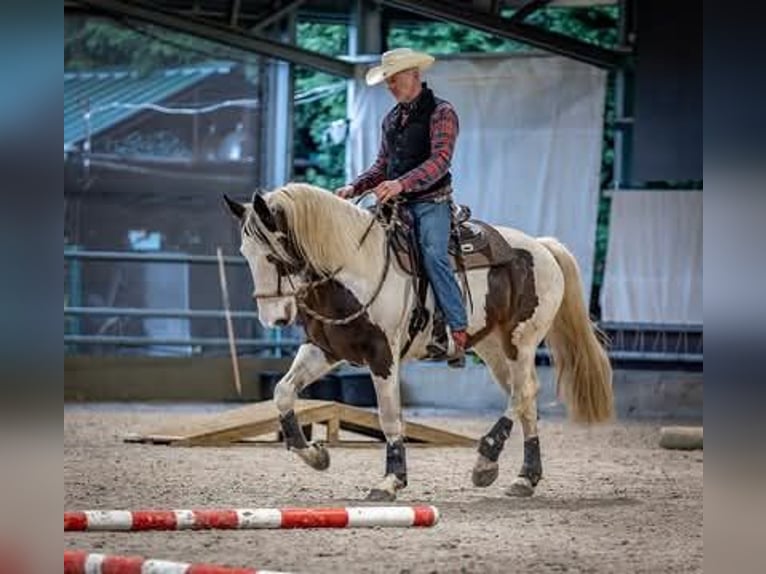 Pintos Mix Merrie 10 Jaar 167 cm Gevlekt-paard in Maarkedal