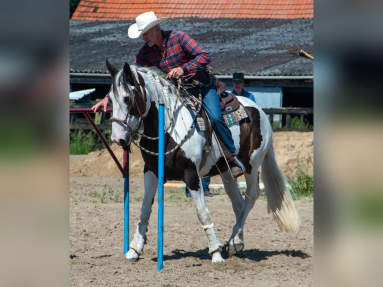 Pintos Mix Merrie 10 Jaar 167 cm Gevlekt-paard in Maarkedal