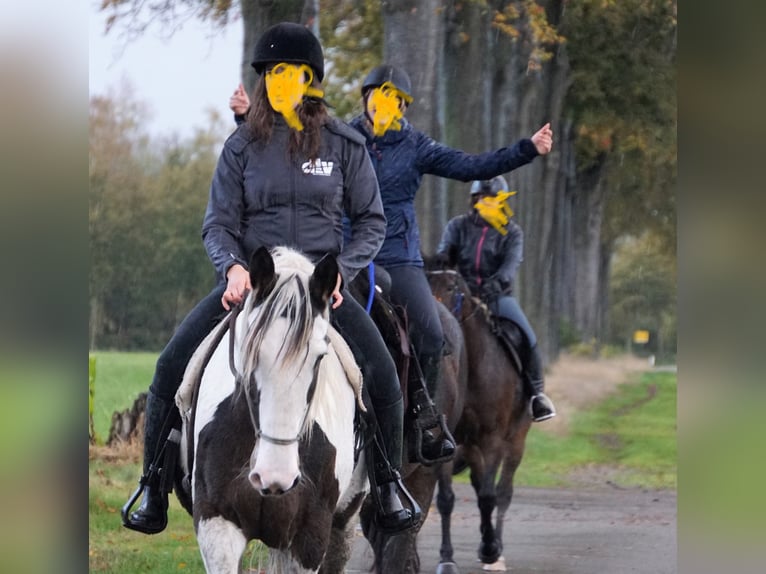 Pintos Mix Merrie 10 Jaar 167 cm Gevlekt-paard in Maarkedal