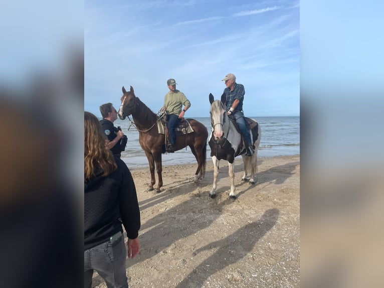 Pintos Mix Merrie 10 Jaar 167 cm Gevlekt-paard in Maarkedal