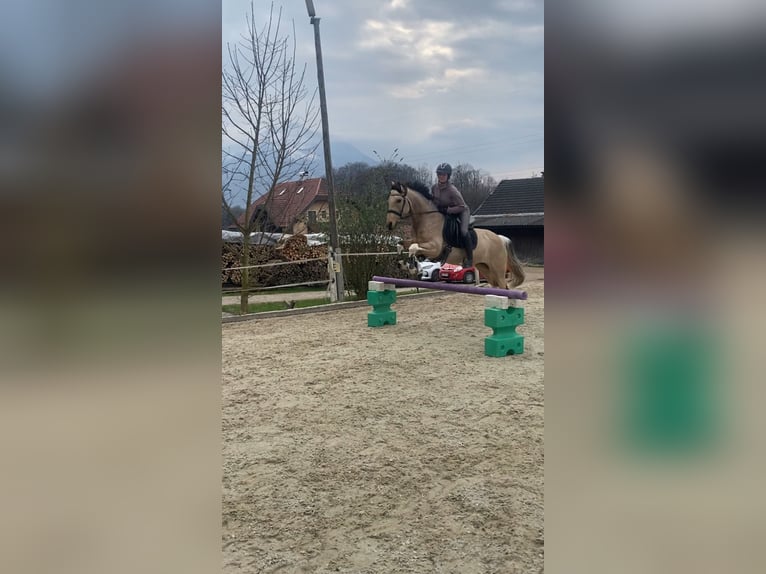 Pintos Merrie 11 Jaar 145 cm Buckskin in Salzburg