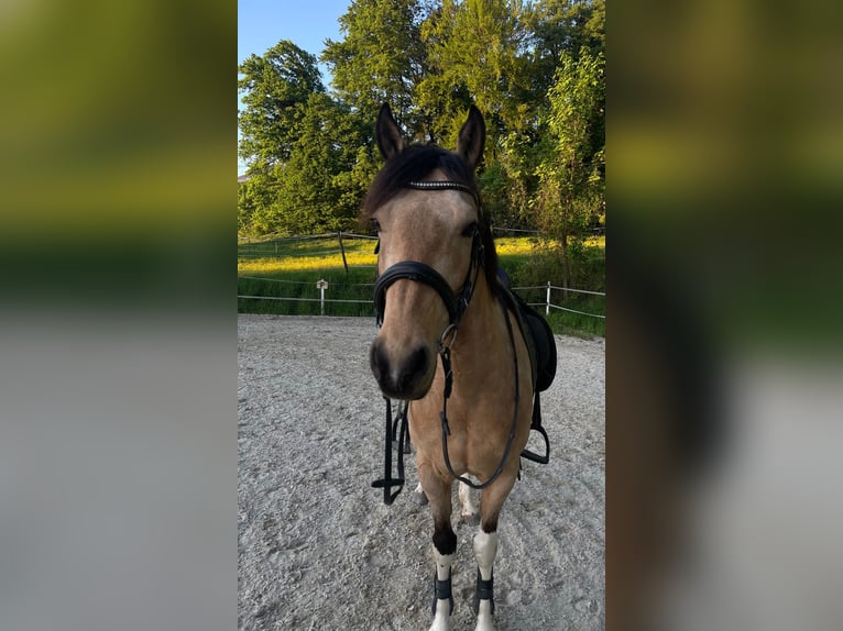 Pintos Merrie 11 Jaar 145 cm Buckskin in Salzburg
