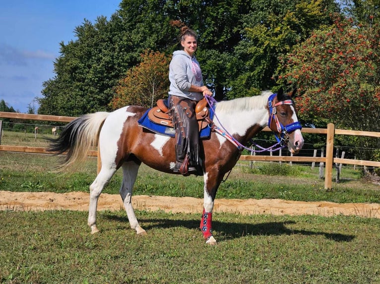 Pintos Merrie 11 Jaar 148 cm Gevlekt-paard in Linkenbach