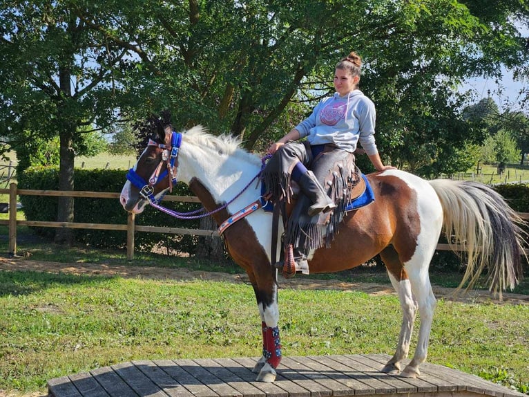 Pintos Merrie 11 Jaar 148 cm Gevlekt-paard in Linkenbach