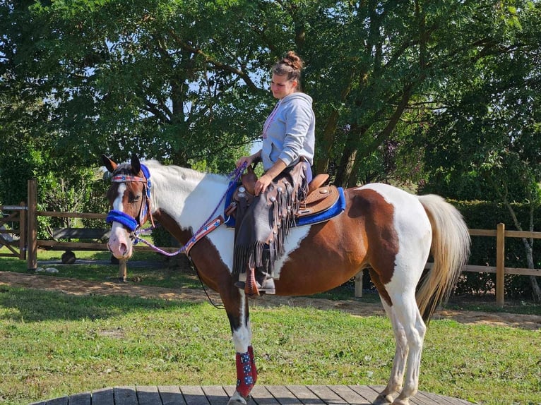 Pintos Merrie 11 Jaar 148 cm Gevlekt-paard in Linkenbach