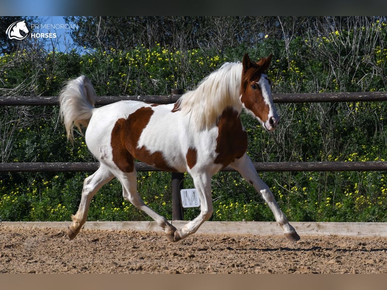 Pintos Mix Merrie 11 Jaar 154 cm Gevlekt-paard in Menorca