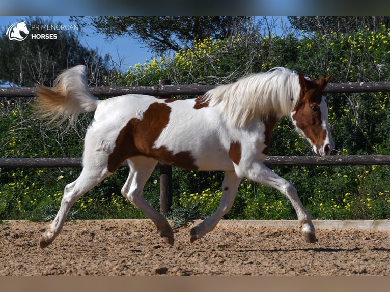 Pintos Mix Merrie 11 Jaar 154 cm Gevlekt-paard in Menorca