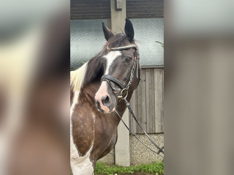 Pintos Merrie 11 Jaar 158 cm Gevlekt-paard in Pelmberg